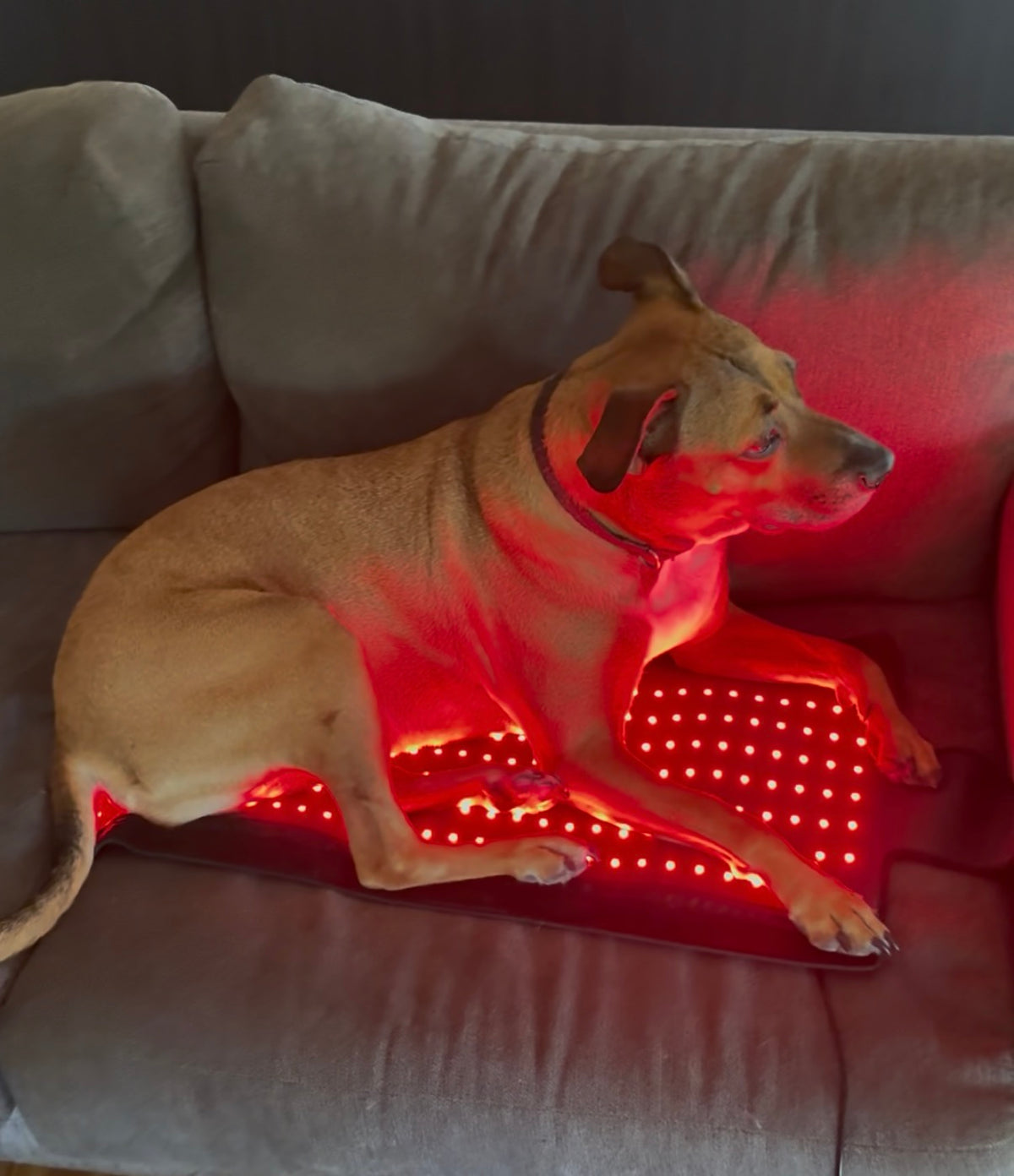 Red Paw Therapy Mat